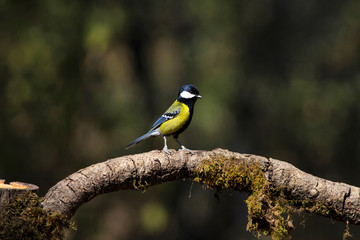 Green backed tit, Parus monticolus, Sattal, Uttarakhand, India