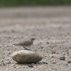Calandra Lark (Melanocorypha calandra), adult perched on a stone, Vashlovani National Park, Georgia.