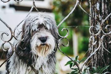 Portrait d'un chien de chasse devant une clôture
