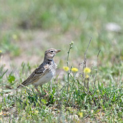 Calandra Lark (Melanocorypha calandra), adult, Vashlovani National Park, Georgia.