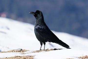 Long billed crow, Corvus macrorhynchos, Tungnath, Uttarakhand, India