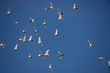 a flock of white flying pigeons flying against summer blue sky with white clouds