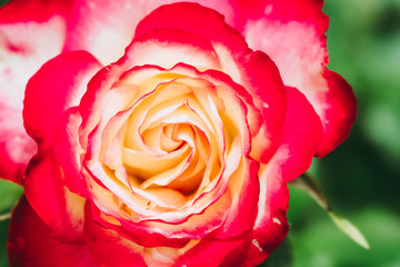 Fototapeta na wymiar Close up sur l'intérieur d'une rose bicolore