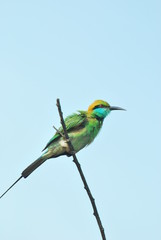 Nature at sri lanka