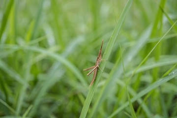 草の上の雨粒とバッタ　背景はボケのコピースペース