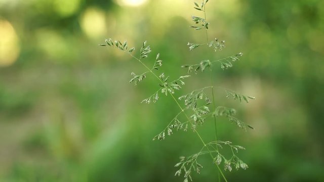 Nature. Wind waves thin, small stems of spikelets of grass plants on summer meadow. Close-up Poa annua.