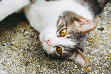 Chat tigré et blanc dans un jardin