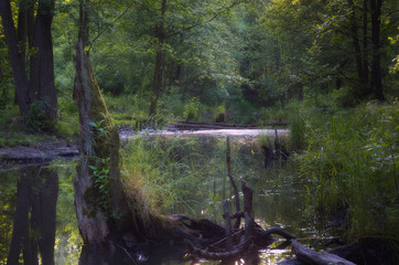 Stary pień © Tomek Kiecana