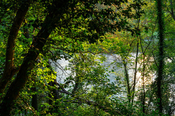 Walk at dawn amid the trees, branches and green leaves. In the background the water of the river Adda. North Italy