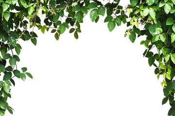 Green leaves frame isolated on white.