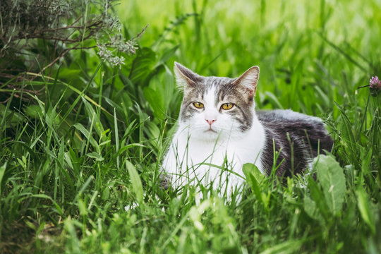 Chat tigré et blanc dans un jardin