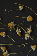 dried chamomile on a dark background. organic tea.