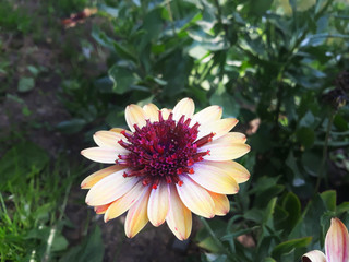 Yellow daisy flower