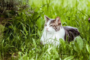 Chat tigré et blanc dans un jardin