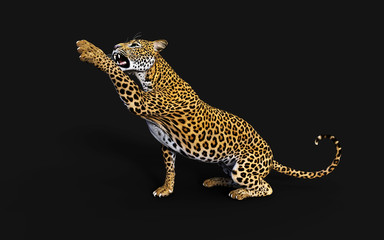 3d Illustration Leopard Isolate on Black Background with Clipping Path, Panthera Pardus