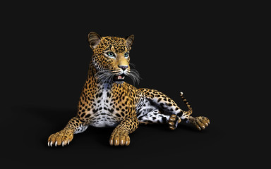 3d Illustration Leopard Isolate on Black Background with Clipping Path, Panthera Pardus © mrjo_7