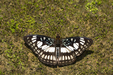 Black-vein sergeant, Athyma ranga, Namdapha Tiger Reserve, Arunachal Pradesh, India