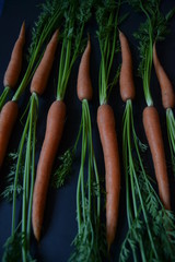 sweet, fresh organic carrot on the dark background. healthy natural food. 