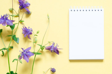 Aquilegia vulgaris flower isolated on yellow background. Mockup. View from above. - Image