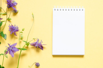 Aquilegia vulgaris flower isolated on yellow background. Mockup. View from above. - Image