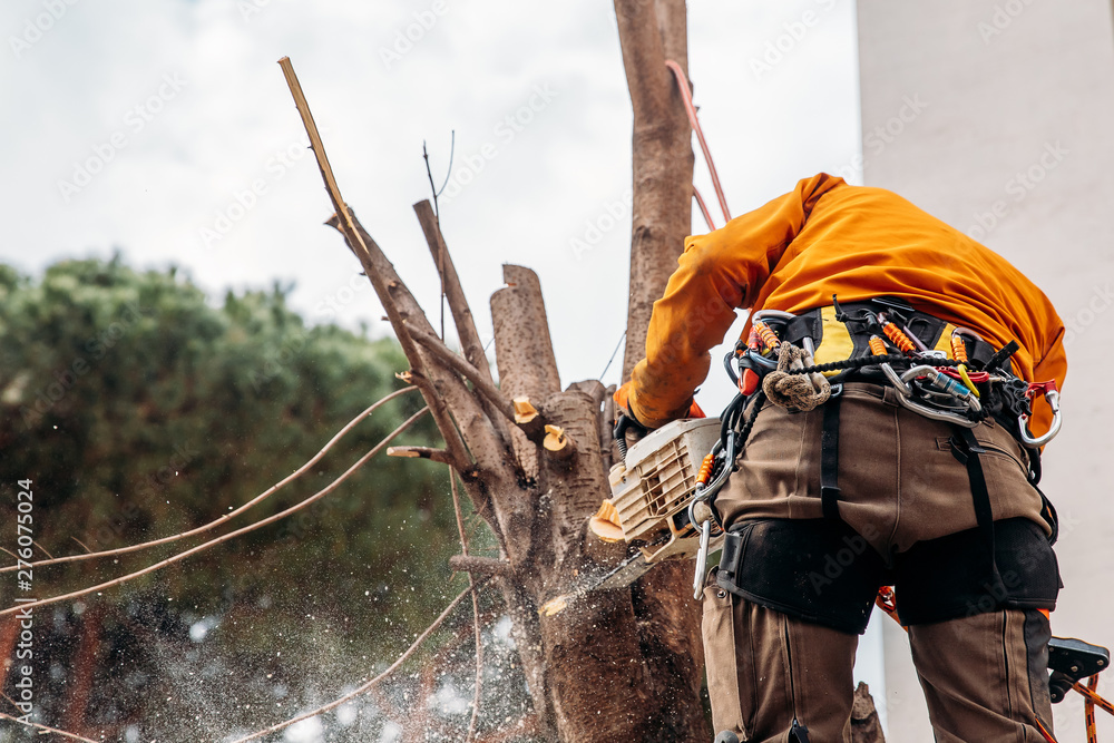 Wall mural woodcutter saws tree with chainsaw on sawmill. concept cut rotten and old logs after hurricane