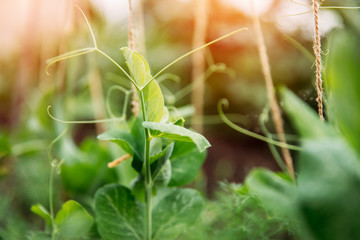 Sprout green peas in garden sunlight. Agriculture concept