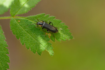 Cantharis obscura oder paradoxa - Eichenweichkäfer, Dunkler Fliegenkäfer