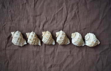 Good-looking conch shell