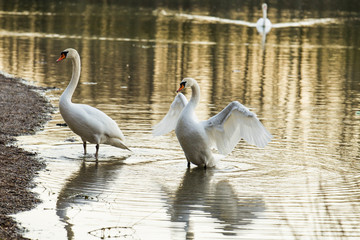 A swan is swimming on the shore of a lake