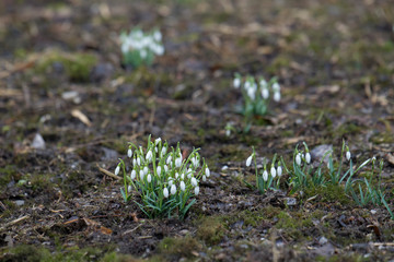 Snowdrops grow between foliage in the forest