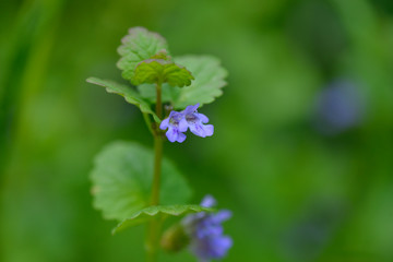 Gundermann, Gundelrebe (Glechoma hederacea)