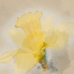 Watercolor painting of Beautiful fresh Spring daffodil macro close up image