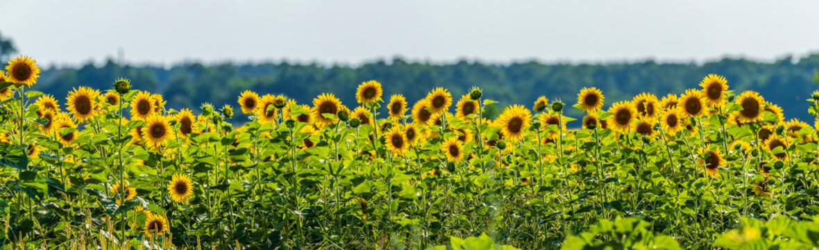 Field with blooming sunflowers at sunset