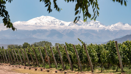 Vineyard with snow mountain