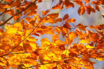 golden shining beech leaves are illuminated by the sun