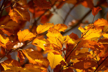 Fototapeta na wymiar golden shining beech leaves are illuminated by the sun
