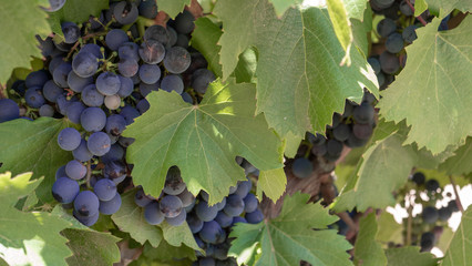 Blue ripe Grapes in Vineyard