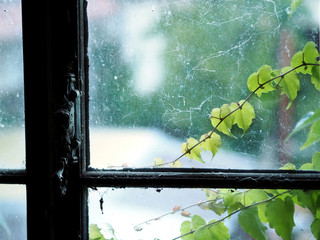 Dirty glass windows with antique window handle in old attic space. old, dirty, glass window panes covered in cobwebs. dust and dirt. Close up focus view of ruined old window with cobweb. ivy plant
