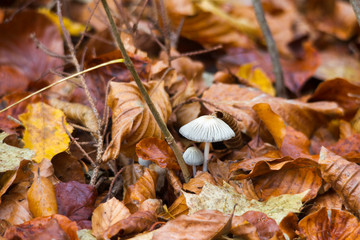Forest mushrooms in autumn leaves