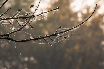 Fototapeta na wymiar Sunbeams are reflected in dewy cobwebs and drops of water on a leafless branch in autumn