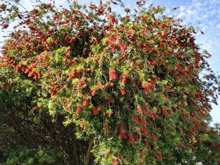 Callistemon citrinus árbol con flores de color rojas brillante