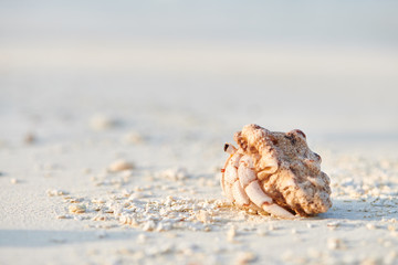 Hermit crab on a beach at Maldives