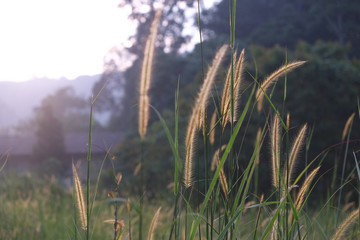 meadows at countryside at morning