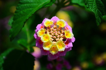 Gentle beautiful flowers of lantana on the Mediterranean coast in Turkey