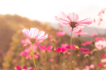 pink cosmos field