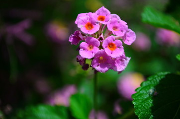 Gentle beautiful flowers of lantana on the Mediterranean coast in Turkey