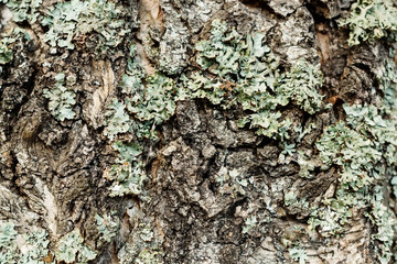 Old bark of pine tree. Natural background texture.