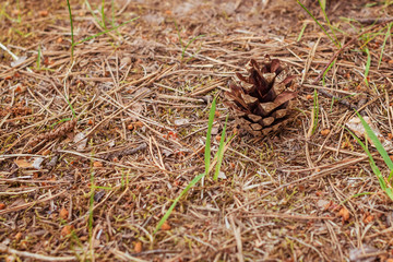 Closeup of pine cone on the ground. Natural background.