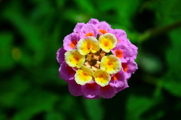 Gentle beautiful flowers of lantana on the Mediterranean coast in Turkey