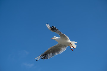Fliegende Lachmöwe (lat. Chroicocephalus ridibundus) 
